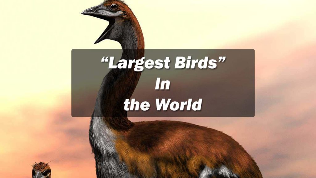 Largest Birds In the World